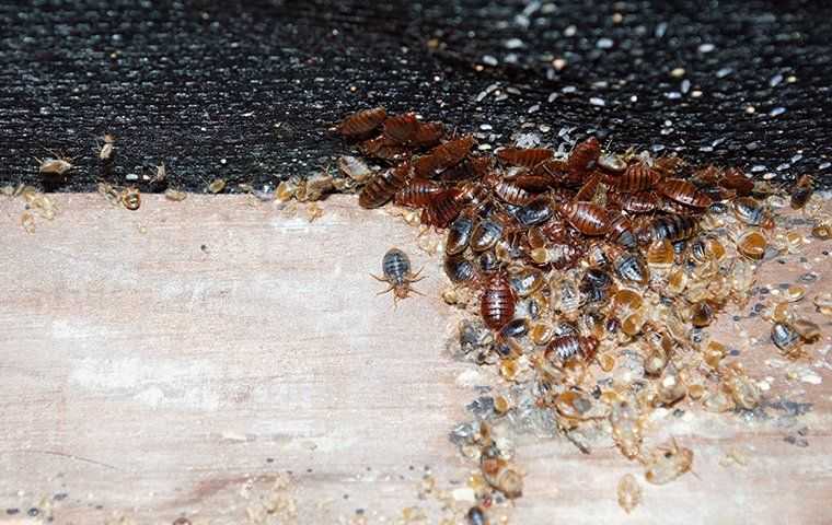 bed bug cluster