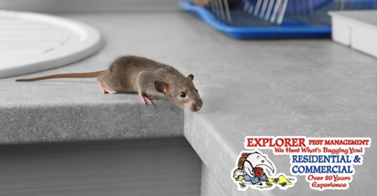 rodent on kitchen counter