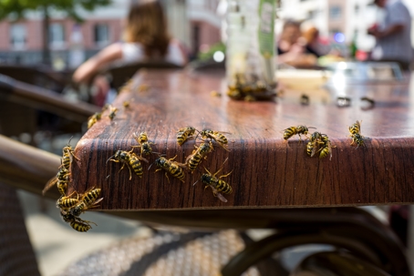 bees flocking cafe table