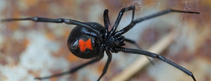 black widow spider