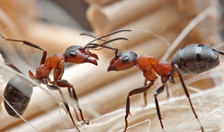 Ant Control
