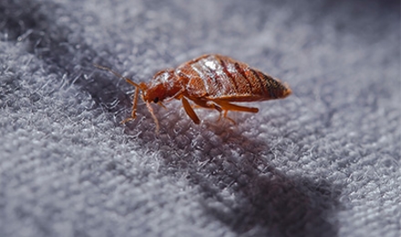 Bed Bug Control