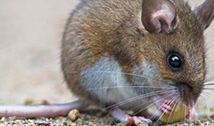 Rodent Control