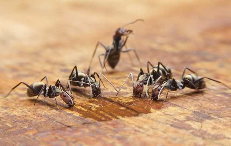 ants drinking spilled water