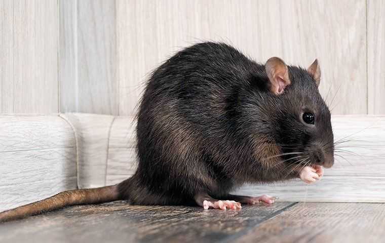 rat with food