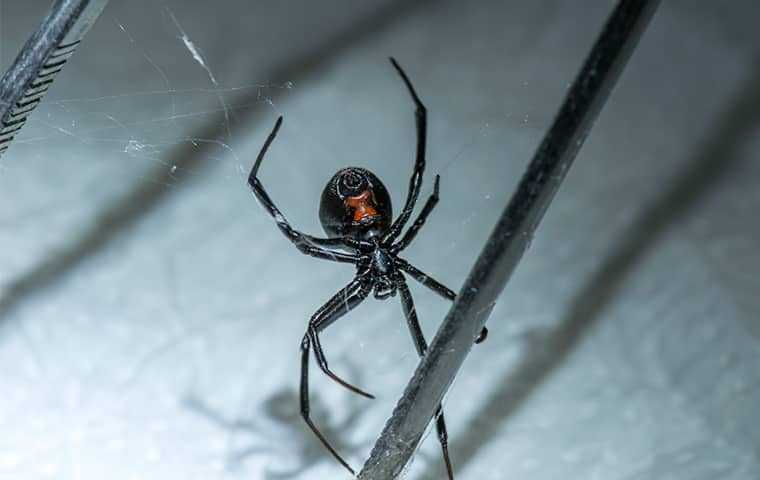 black widow spider hiding in home