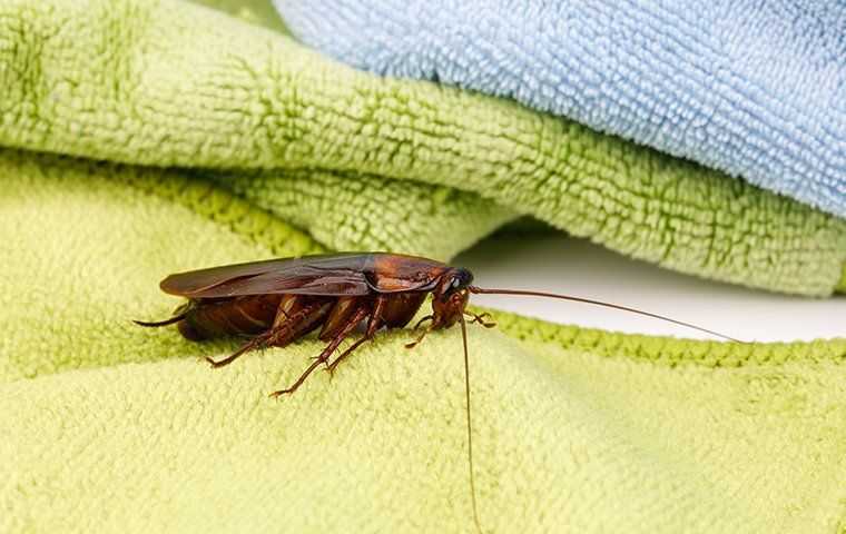 cockroach in bathroom on towels