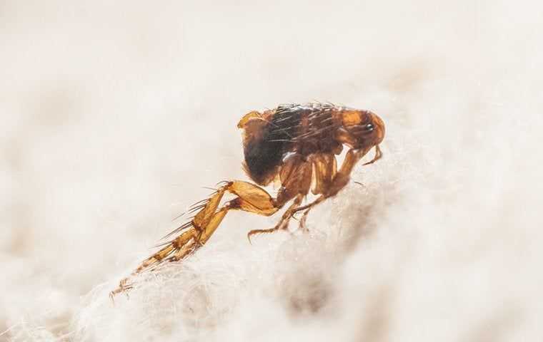 flea jumping from pet hair