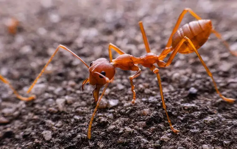 fire ant in the yard