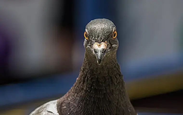 pigeon outside of a building