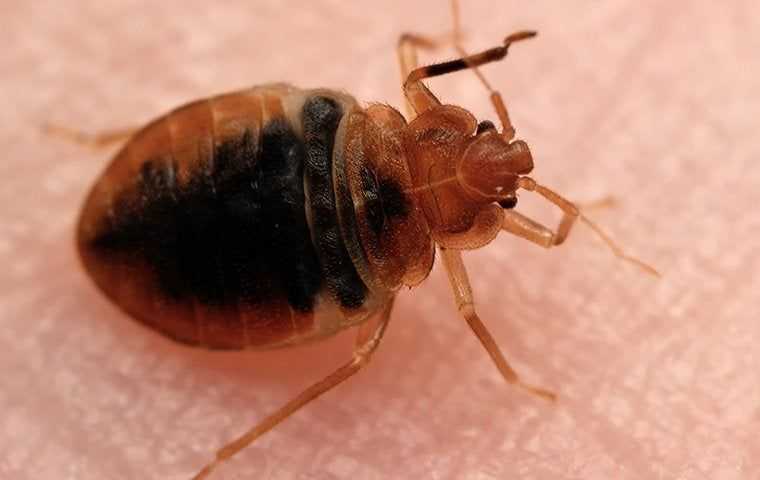 bed bug on skin