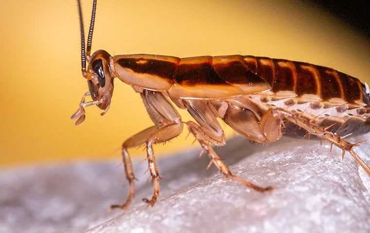 german cockroach looking around up close