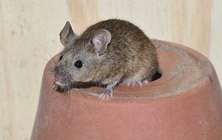 mouse on overturned clay pot