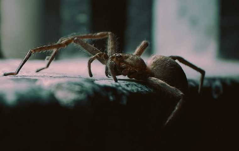 house spider crawling on floor