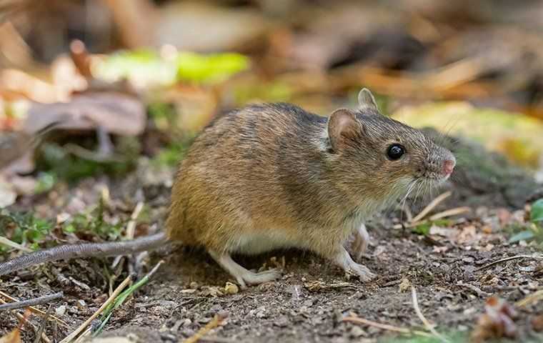 mouse outside home