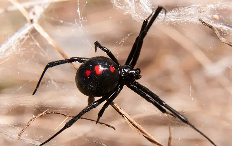 black widow spider in a web