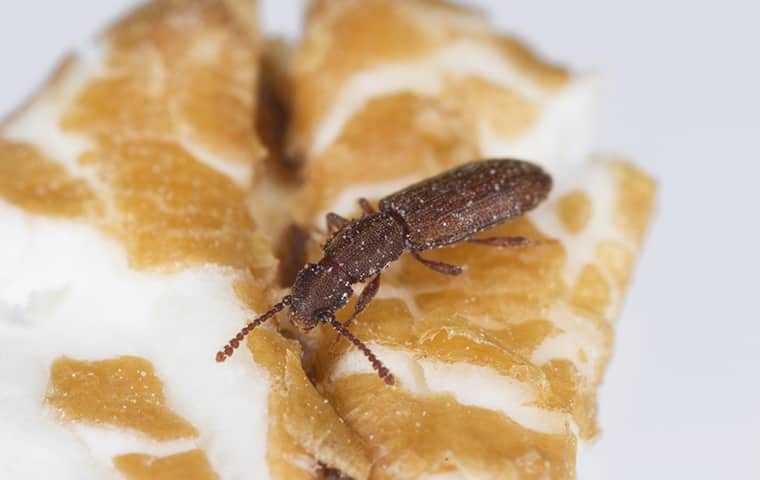 sawtooth grain beetle on bread