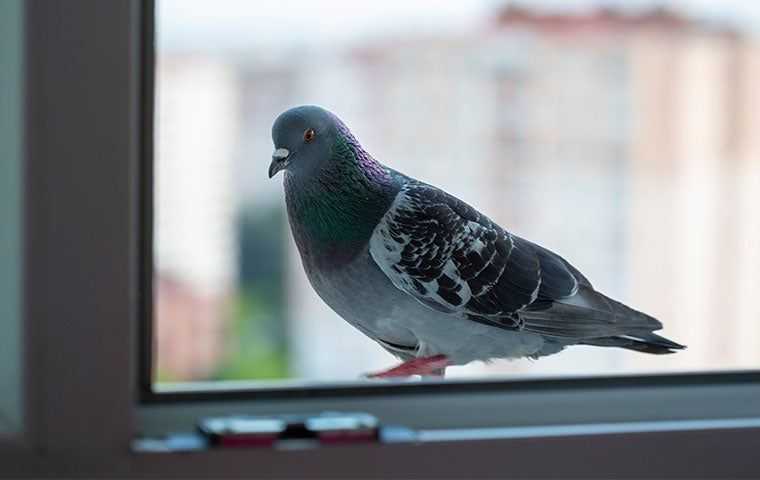 a pigeon on a windowsil