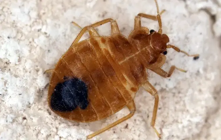 bed bug on a sheet