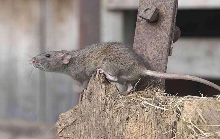 rodent sitting on top of an old wood fence