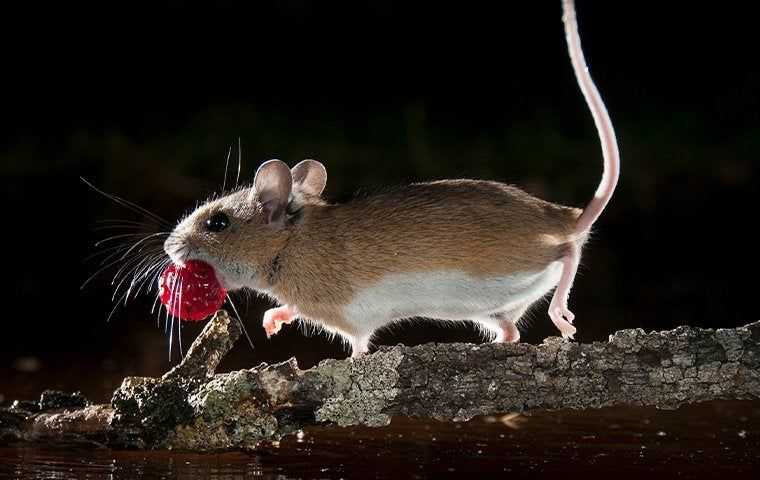 mouse with a berry
