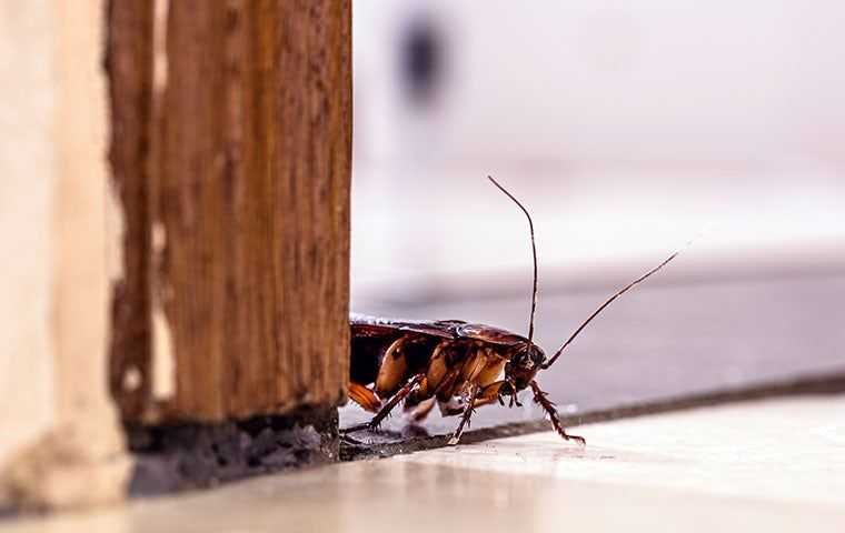 cockroach near a door jam