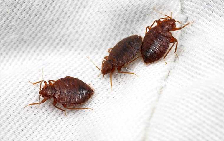 three bed bugs on white fabric