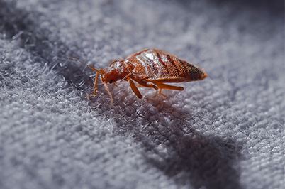 Bed Bug Control