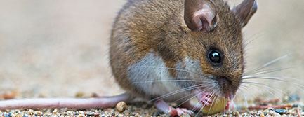 Rodent Control
